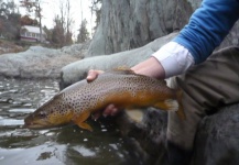 Fly-fishing Pic of Brown trout shared by Jay Harris – Fly dreamers 