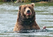 Rainbow trout Fly-fishing Situation – Ted Bryant shared this Nice Photo in Fly dreamers 