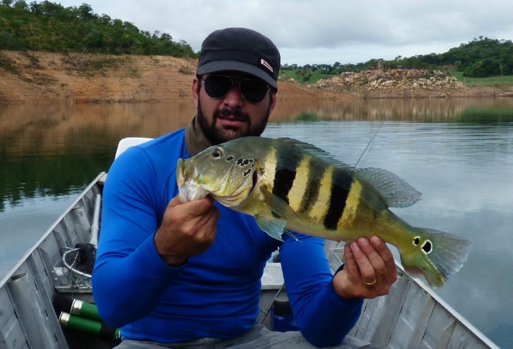 Tucunaré azul - Cichla piquiti