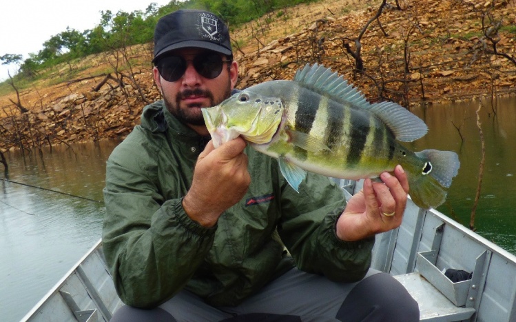 Tucunaré azul - Cichla piquiti