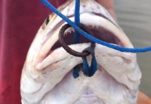 Fly-fishing Picture of Redfish shared by Michael Keef – Fly dreamers