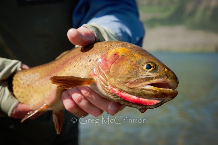 IFFF 2013 annual photo contest.
Category: Native Fish of North America.
Caption: Pure Colorado Gold.
1st place overall