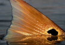 Fly-fishing Image of Redfish shared by Michael Keef – Fly dreamers