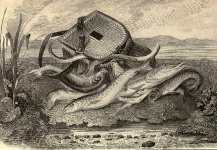 Arte historia de la Pesca