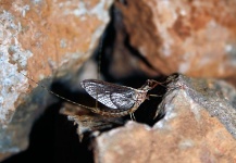  Mira esta fotografía de Entomología y Pesca con Mosca de Diván Mosquero – Fly dreamers