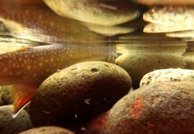  Captura de Pesca con Mosca de Trucha de arroyo o fontinalis por Eric Koppana – Fly dreamers