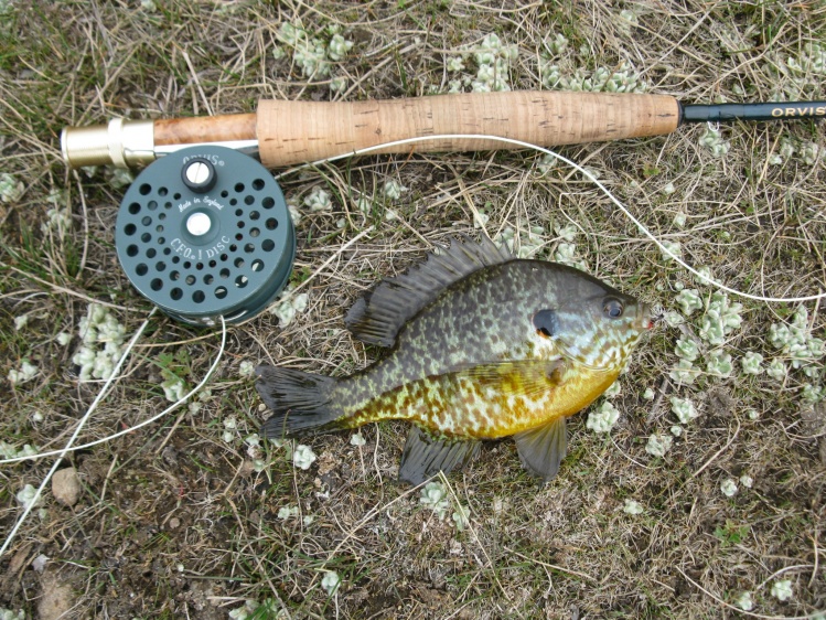 Blue Gill at Saw Hill Ponds