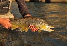  Imagen de Pesca con Mosca de Trucha marrón por Carlos  Morales  – Fly dreamers