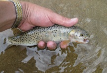 Fly-fishing Picture of Yellowstone cutthroat shared by Steve Gremillion – Fly dreamers