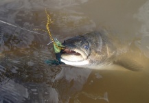 Azules en uruguay, una linda mañana de pesca