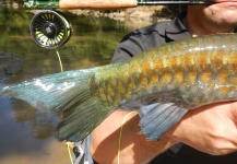  Imagen de Pesca con Mosca de Mahseer compartida por Jonas Nyqvist – Fly dreamers