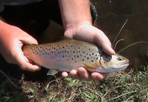 Brandon Scroggs 's Fly-fishing Catch of a Brownie – Fly dreamers 