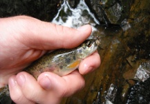 Brandon Scroggs 's Fly-fishing Picture of a Rainbow trout – Fly dreamers 