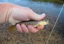 Fly-fishing Image of Brown trout shared by Brandon Scroggs – Fly dreamers
