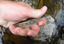 Fly-fishing Image of Rainbow trout shared by Brandon Scroggs – Fly dreamers