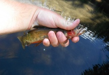 Fly-fishing Photo of Cutthroat shared by Brandon Scroggs – Fly dreamers 