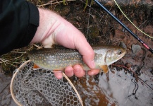 Fly-fishing Picture of Brook trout shared by Brandon Scroggs – Fly dreamers