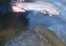  Fotografía de Pesca con Mosca de Trucha arcoiris compartida por Peter Breeden – Fly dreamers