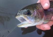 Peter Breeden 's Fly-fishing Catch of a Rainbow trout – Fly dreamers 