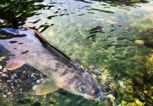 Alessio Turconi 's Fly-fishing Pic of a Arctic grayling – Fly dreamers 