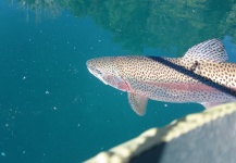 Facundo Smufer 's Fly-fishing Photo of a Rainbow trout – Fly dreamers 