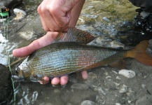 Fly-fishing Photo of Arctic grayling shared by Alessio Turconi – Fly dreamers 
