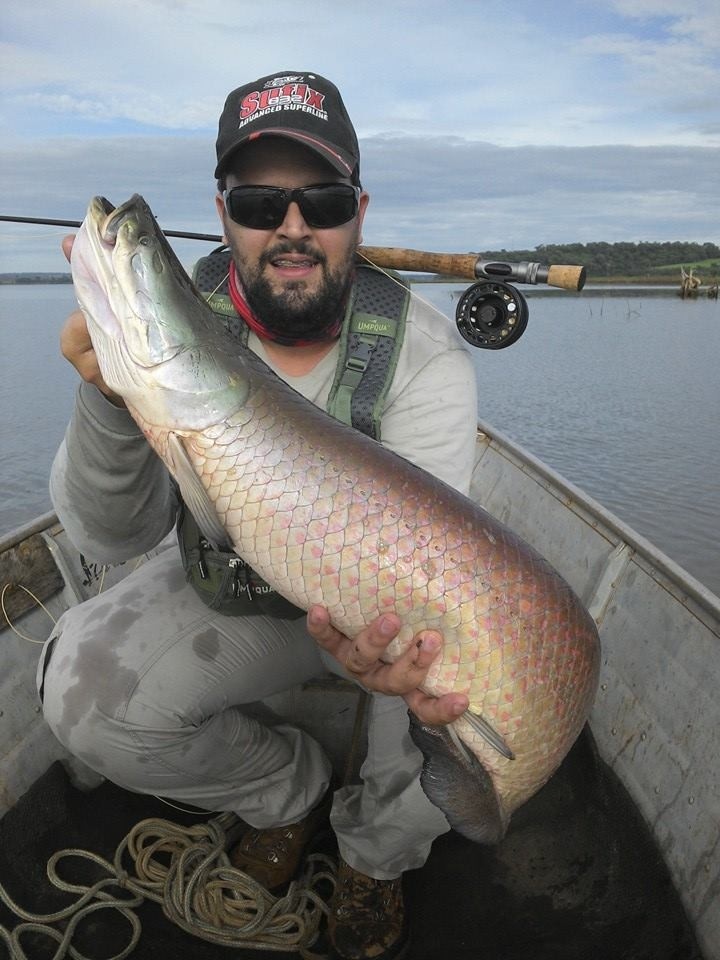 Pirarucu - Arapaima gigas