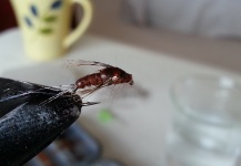 Fly-tying Image by Jeremy Treweek 