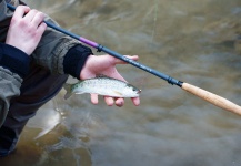 Lukas Bauer 's Fly-fishing Photo of a Rainbow trout – Fly dreamers 