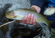 Mark Davis 's Fly-fishing Catch of a Rainbow trout – Fly dreamers 