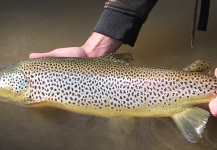 Mountain Made Media 's Fly-fishing Image of a Brown trout – Fly dreamers 