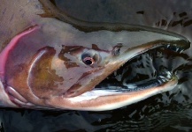 Basyl Bykau 's Fly-fishing Pic of a Pink salmon – Fly dreamers 