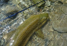 Fly-fishing Pic of von Behr trout shared by Jeremy Treweek – Fly dreamers 