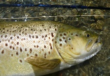 Jeremy Treweek 's Fly-fishing Picture of a brown trout – Fly dreamers 