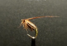  Mira esta imagen de atado de moscas para Trucha marrón de Thomas Grubert – Fly dreamers