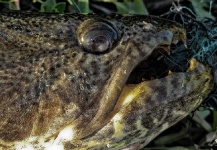 Leandro Ferreyra 's Fly-fishing Pic of a Wolf Fish – Fly dreamers 