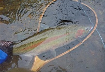  Imagen de Pesca con Mosca de Steelhead por Kevin App – Fly dreamers