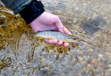 Lukas Bauer 's Fly-fishing Photo of a Brown trout – Fly dreamers 