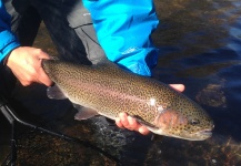 Peter Breeden 's Fly-fishing Pic of a Rainbow trout – Fly dreamers 