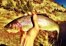 Rise  Fly Shop 's Fly-fishing Image of a Cutthroat – Fly dreamers 