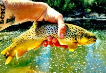 Rise  Fly Shop 's Fly-fishing Photo of a Brown trout – Fly dreamers 