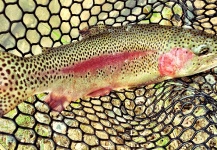 Rise  Fly Shop 's Fly-fishing Photo of a Rainbow trout – Fly dreamers 