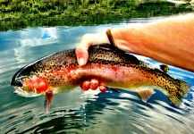 Rise  Fly Shop 's Fly-fishing Photo of a Rainbow trout – Fly dreamers 