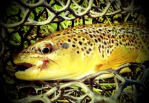 Rise  Fly Shop 's Fly-fishing Pic of a Brown trout – Fly dreamers 