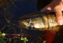  Fotografía de Pesca con Mosca de Tararira por Martin Tagliabue – Fly dreamers