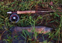  Fotografía de Pesca con Mosca de Tararira por Martin Tagliabue – Fly dreamers