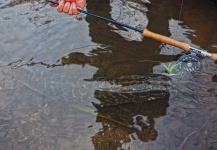 Edu Cesari 's Fly-fishing Picture of a Pike – Fly dreamers 