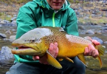 Fly-fishing Pic of Brown trout shared by Mike Wright – Fly dreamers 