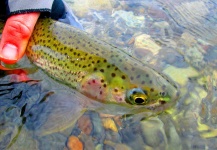 Jay Perry 's Fly-fishing Catch of a Rainbow trout – Fly dreamers 