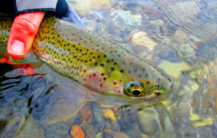 First catch of 2014!  1-6-14